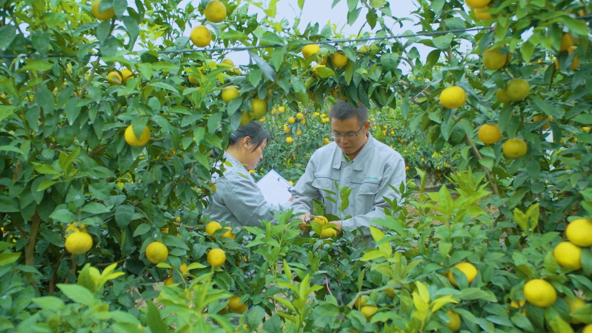 In Orange Grove, It's Technique